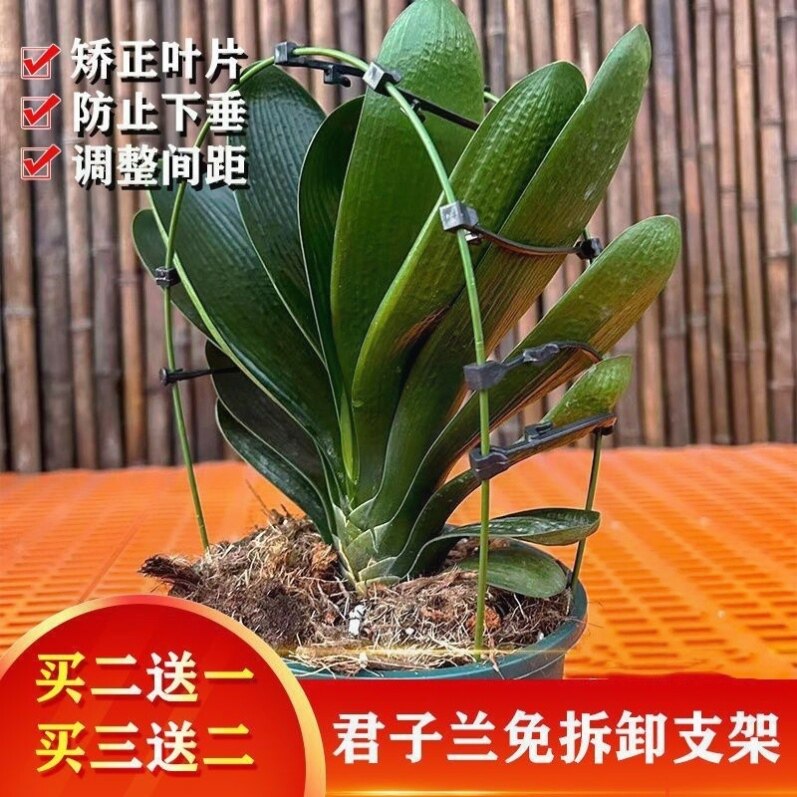 矫正花架君子兰专用定型矫正固定防长偏调整叶子间距图片
