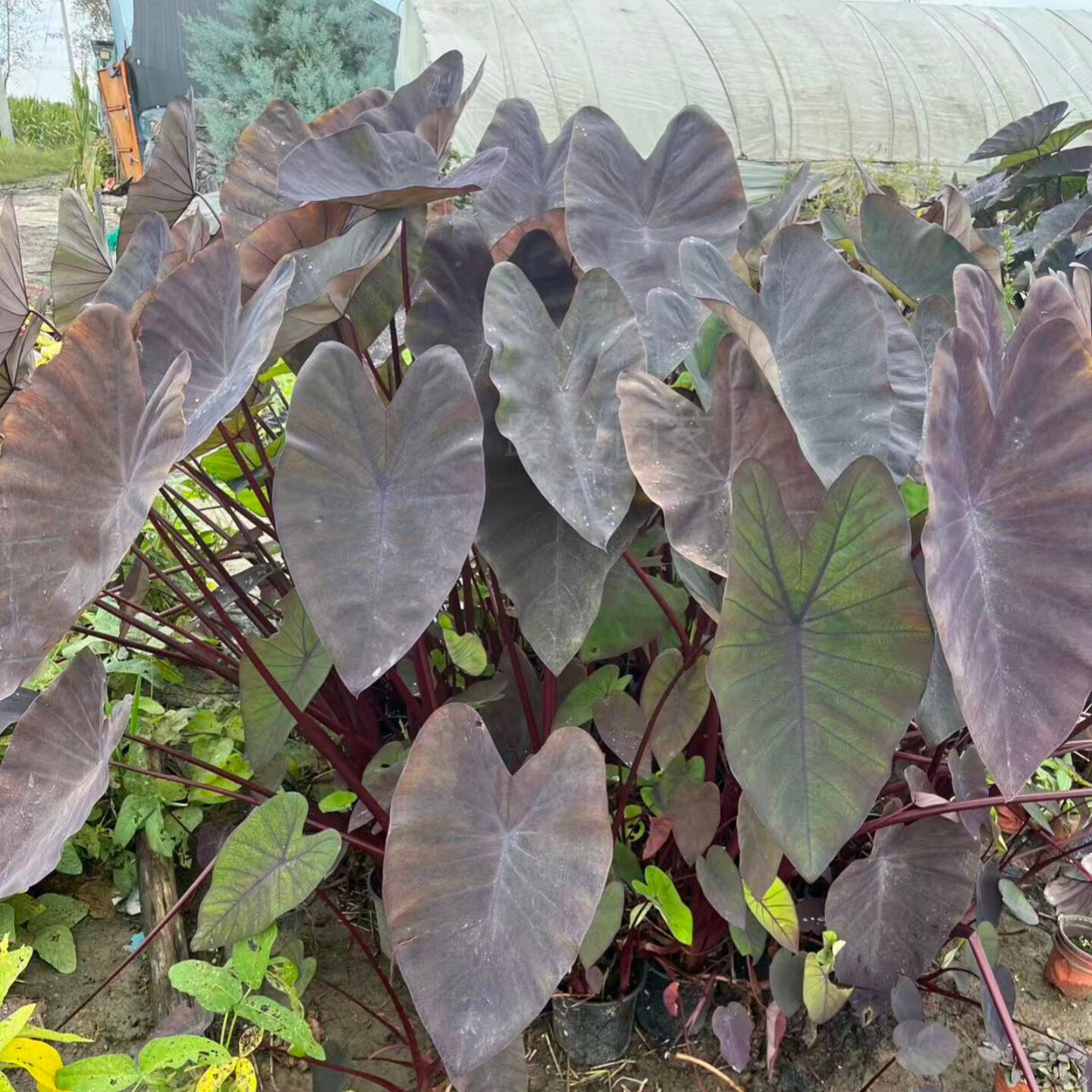 路兮小农民 黑魔法海芋象耳芋花园花园植物大气美化环境阳台庭院