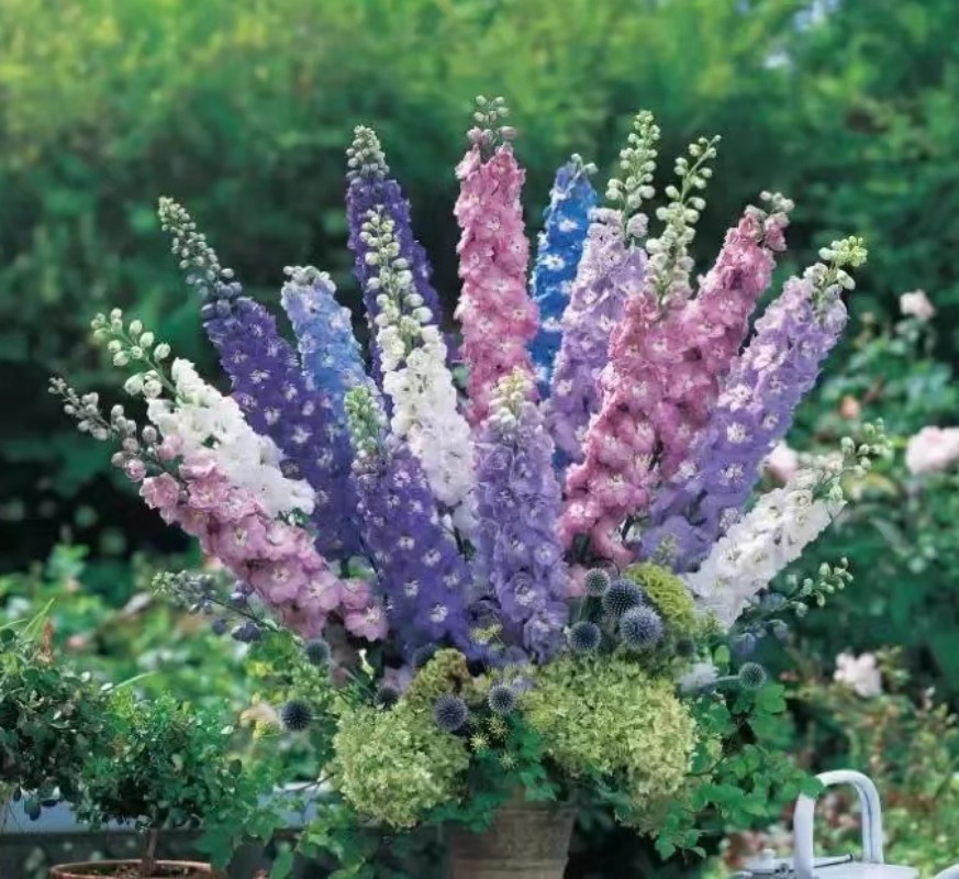 路兮小农民大花飞燕草北极光重瓣多年生耐寒耐热庭院楼顶花园阳台