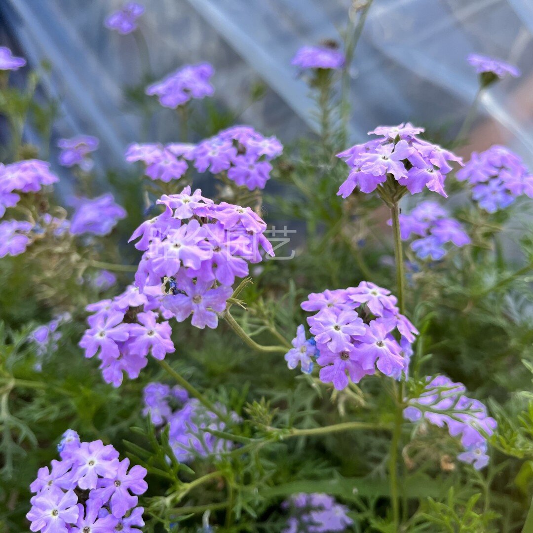 路兮小农民 细叶美女樱盆栽美人樱四季开花园阳台多年生耐寒耐热