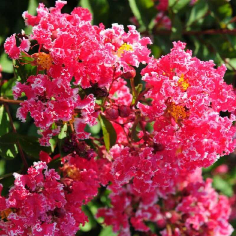 盆景素材矮紫薇花苗夏天