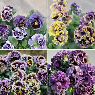 路兮小农民 年宵花 德古拉角堇礼服木村花苗耐寒花阳台三色堇冬季