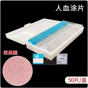 人血涂片酵母菌装片青霉装片永久生物切片玻片初高中教学全系列