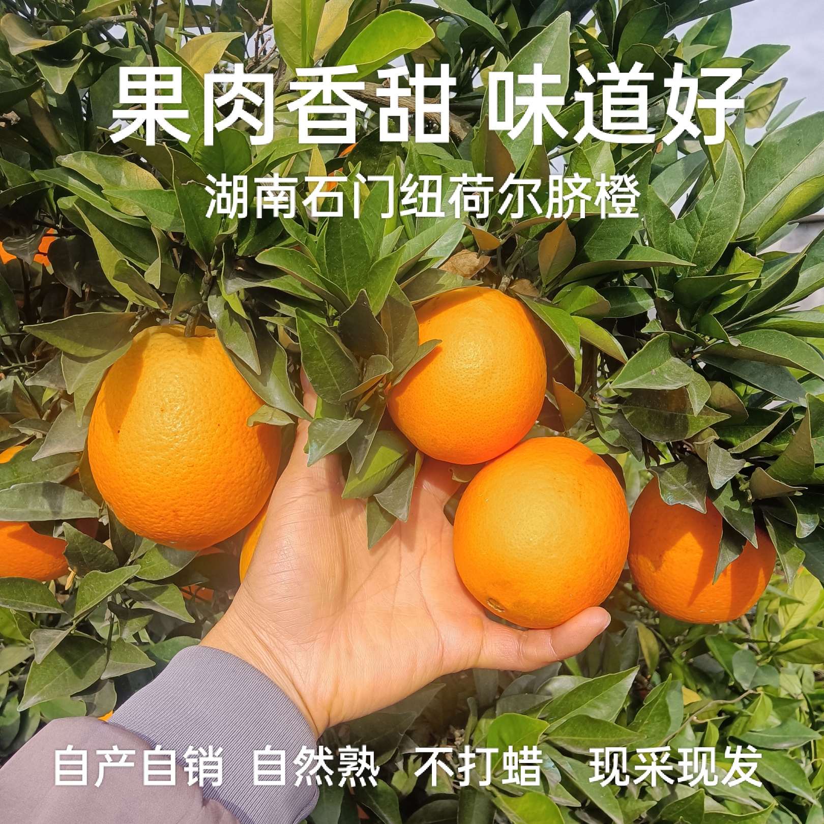 正宗湖南石门纽荷尔脐橙柑橘常德橙子现摘新鲜水果早熟当季水果橙