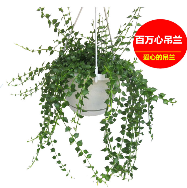 百万心吊兰盆栽植物办公室内净化空气吸甲醛新品种新奇垂吊绿植苗