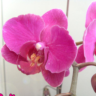 6个包邮兰花香水 兰花 香味图书馆Demeter香水 2ml正品小样