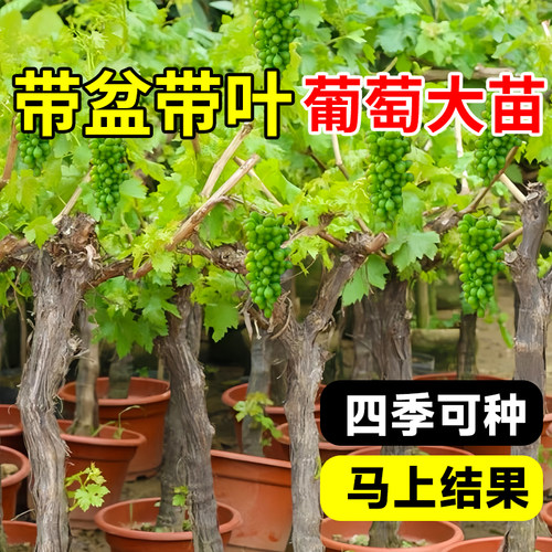 葡萄树苖阳光玫瑰果树果苗盆栽夏黑南方种植巨峰无籽蓝宝石苗老桩