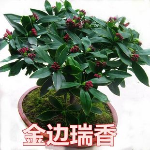 金边瑞香大苗盆栽浓香耐寒花卉室内外观花植物当年开花大小苗包邮