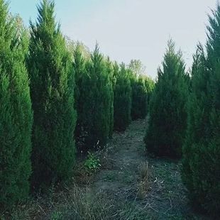 柏树苗四季常青松柏侧柏树蜀桧苗扁柏圆柏松塔柏宝塔松龙柏苗柏树