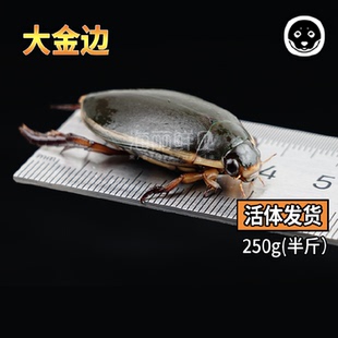 海丽鲜贝大金边龙虱鲜活水蟑螂治尿水甲虫水龟子水鳖盖水母鸡250g