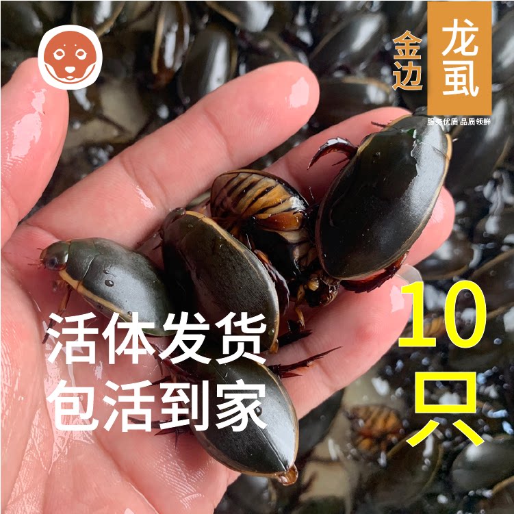 海丽鲜贝大金边龙虱鲜活水蟑螂治尿水甲虫水龟子水鳖盖水母鸡250g
