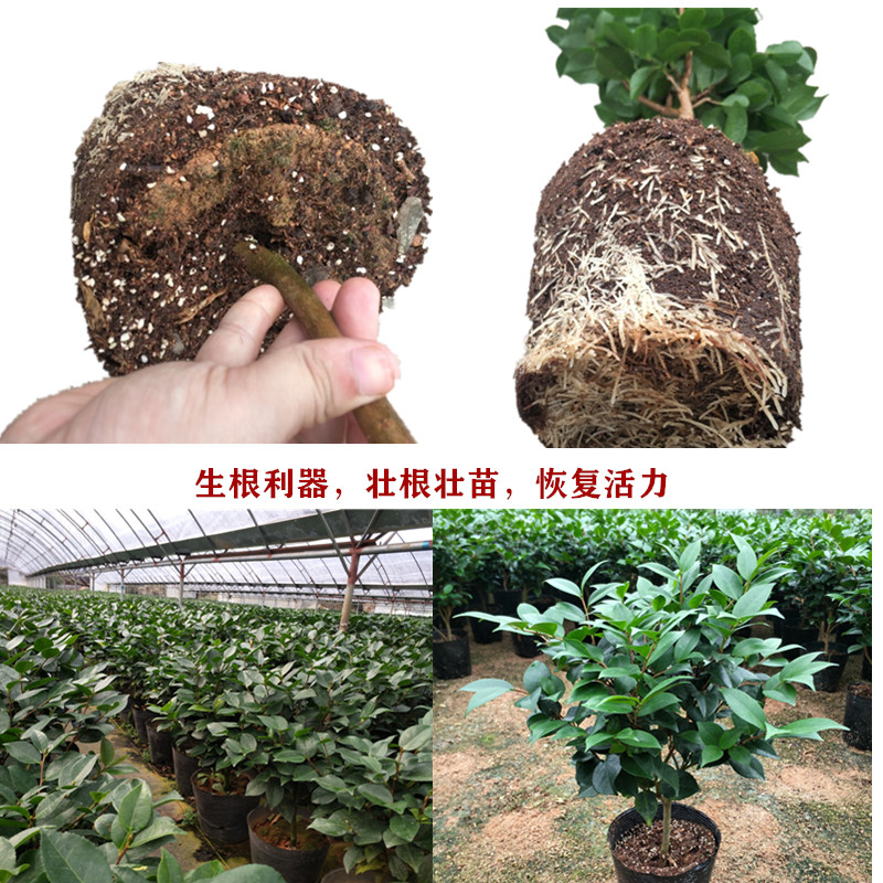 茶花专用盆栽木本植物营养土植土