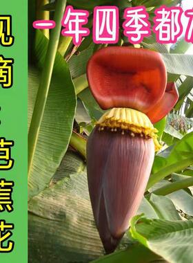 新鲜芭蕉花 新鲜香蕉花 芭蕉花蕾 绿色蔬菜野生野菜包邮