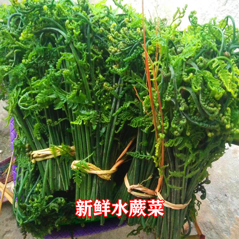 2斤  云南西双版纳特产新鲜水蕨菜节菜酒店餐厅食材 顺丰包邮