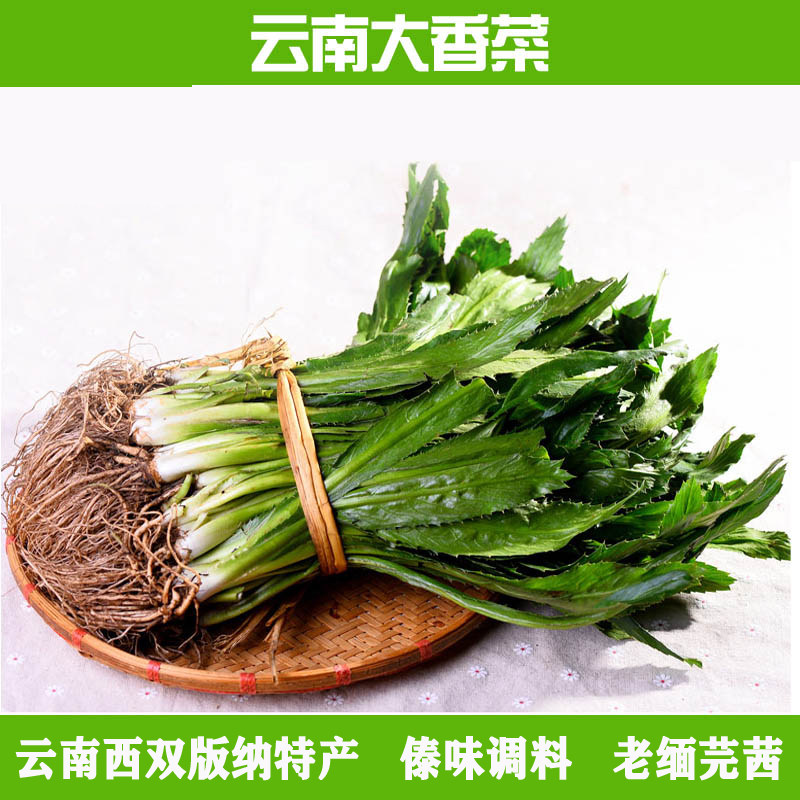 2斤包邮 西双版纳特产新鲜蔬菜大香菜大芫荽盐荽胡荽刺芫荽
