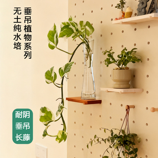 纯水培白金葛绿萝吊兰好养长藤垂吊桌面耐阴室内植物懒人盆栽无土