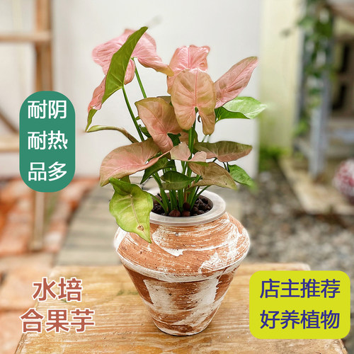 水培合果芋懒人植物好养耐阴桌面