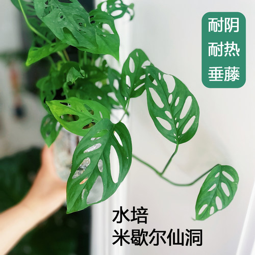 耐阴水培植物好养室内绿植垂藤