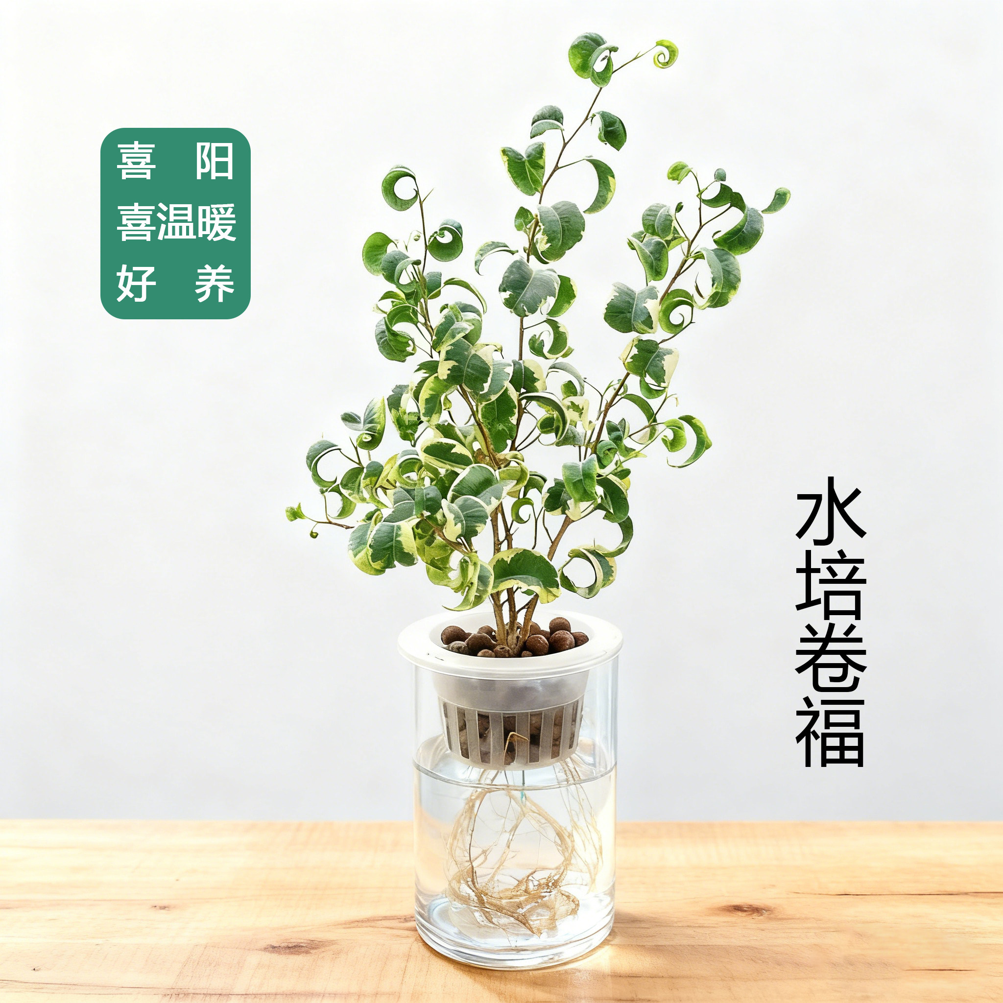 水培植物卷福花叶卷叶榕树落地绿植桌面好养带水生根发货一物一拍