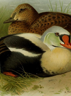 K588【荷兰】柯尔曼斯John Gerrard Keulemans禽鸟图电子图库版画