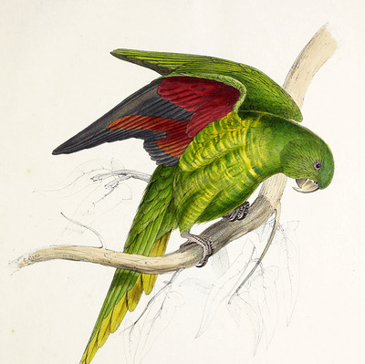 A535【英国】（Edward Lear）鹦鹉主题插图版画电子图库.