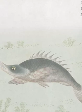 C767【中国】 清代 各样鱼图 水粉 外销画网传电子图库