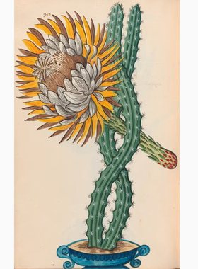 A607【法国】Pierre Savary 植物花卉水彩、版画V07网传电子图库.