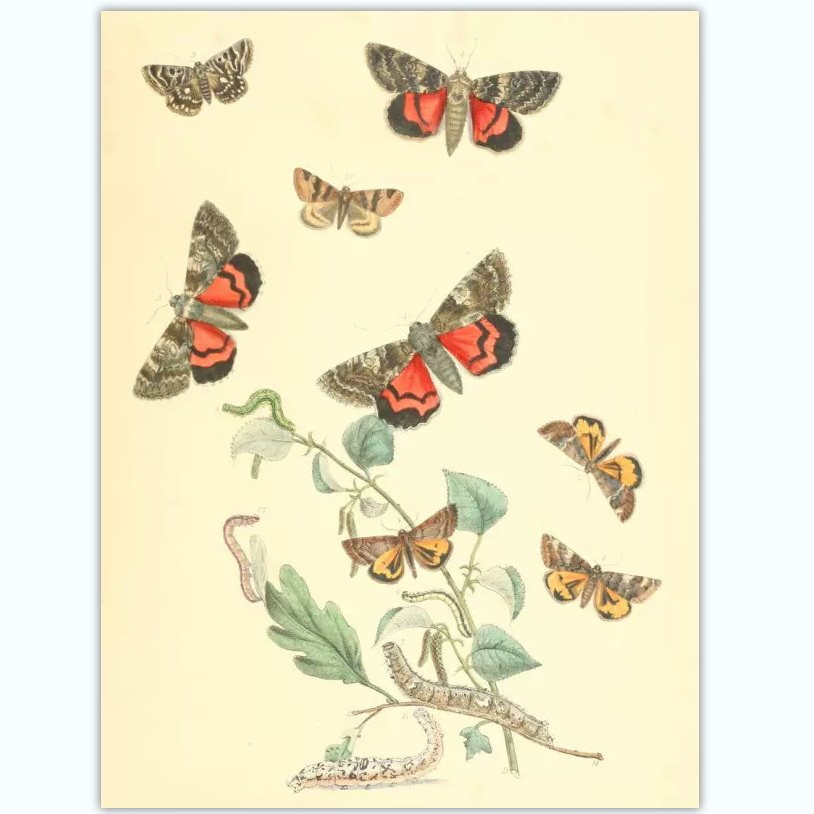 A922【英国】Henry Noel Humphreys 蝴蝶蛾昆虫蛹花草电子图库,商务/设计服务,设计素材/源文件,淘宝优惠券,粉丝福利购,淘宝优惠卷