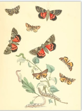 A922【英国】Henry Noel Humphreys 蝴蝶蛾昆虫蛹花草电子图库