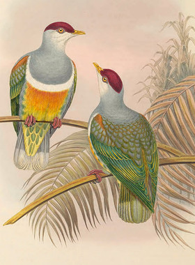 M872【英国】（John Gould）新几内亚禽鸟图彩色版画电子图片图.