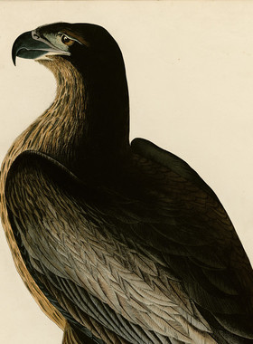 T154【美国】詹姆斯·奥杜邦John James Audubon工笔花鸟超清图库