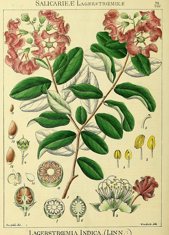 A438【英国】罗伯特怀特Robert Wight印度植物图花草图片电子图.,商务/设计服务,设计素材/源文件,淘宝优惠券,粉丝福利购,淘宝优惠卷