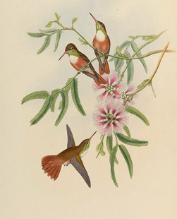R051【英国】约翰·古尔德（John Gould）蜂鸟图版画电子图库.
