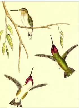 A934【美国】Spencer Fullerton Baird 北美洲禽鸟类图谱电子图.