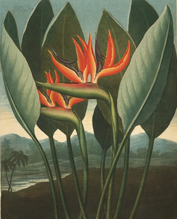 D007【英国】（Robert John Thornton）英国观赏植物花卉版画图库