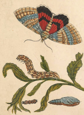C621【瑞士】Maria Sibylla Merian 花卉蛾蛹毛虫 套色版画图库.