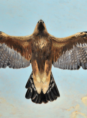 YC652【芬兰】马蒂·卡尔帕宁（Matti Karppanen）禽鸟绘画图库