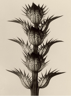 E355【德国】（Karl Blossfeldt）黑白植物显微摄影网传电子图库.