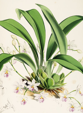 R530【英国】詹姆斯·巴特曼（James Bateman）兰花插图版画图库