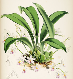 R530【英国】詹姆斯·巴特曼（James Bateman）兰花插图版画图库