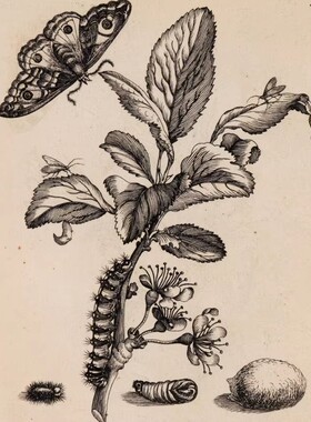 A546【德国】Maria Sibylla Merian 植物昆虫花卉版画网传图库.