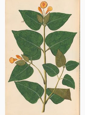 A605【法国】Pierre Savary 植物花卉水彩、版画V05网传电子图库.