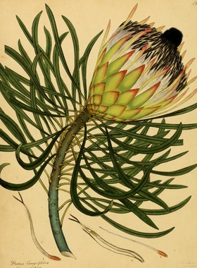 C416【英国】Henry Charles Andrews 珍稀植物、花卉版画电子图.