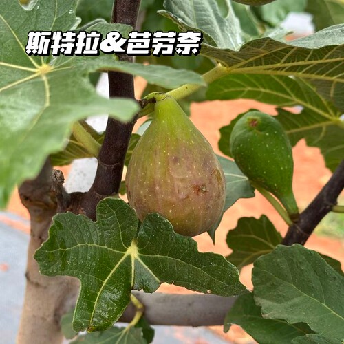 斯特拉芭劳奈树熟无花果鲜甜软糯