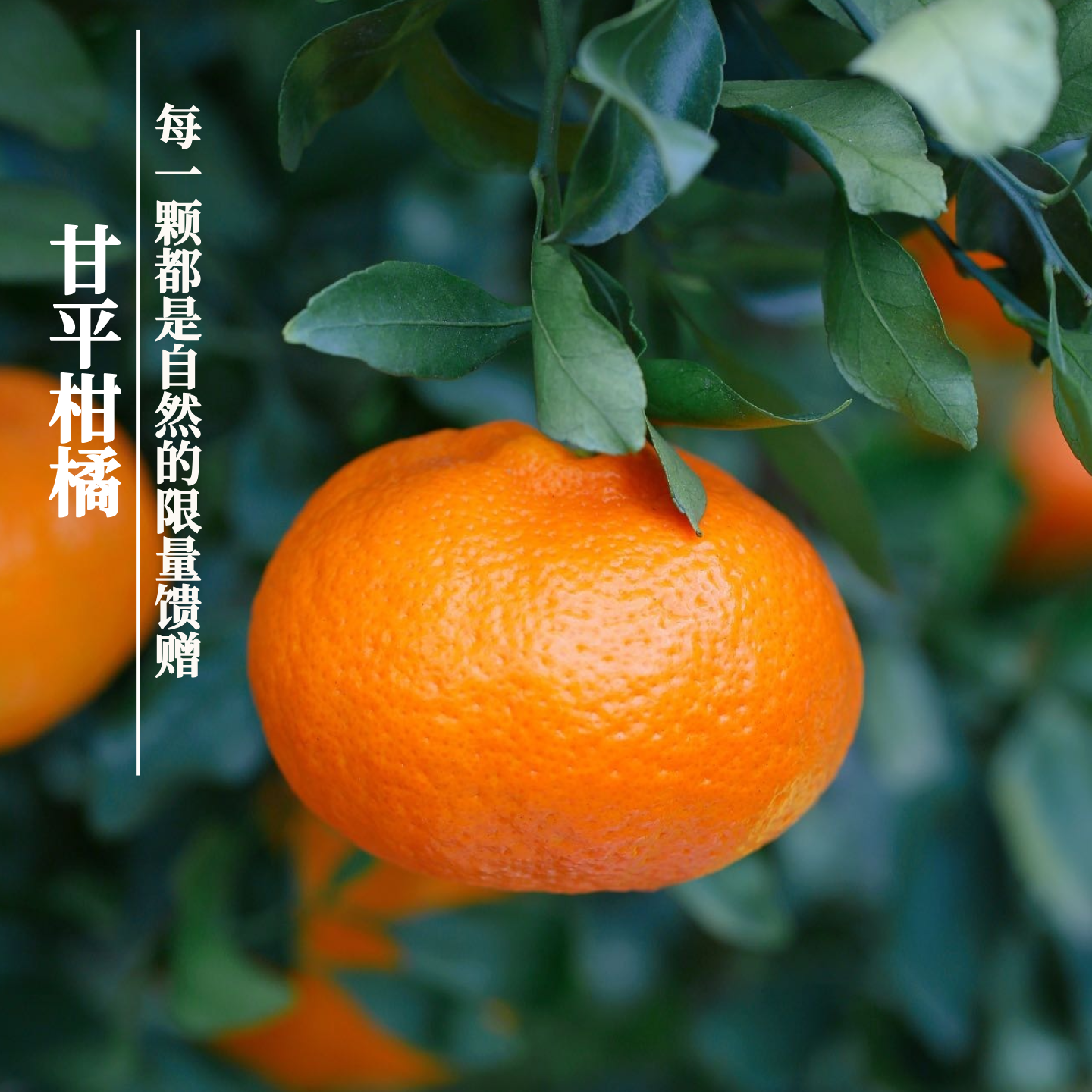 张小猪正宗甘平柑橘皇后高端新鲜水果爆汁细腻爽口桔子礼盒装顺丰,水产肉类/新鲜蔬果/熟食,桔子,淘宝优惠券,粉丝福利购,淘宝优惠卷