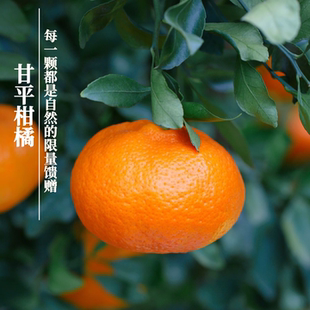 张小猪正宗甘平柑橘皇后高端新鲜水果爆汁细腻爽口桔子礼盒装顺丰