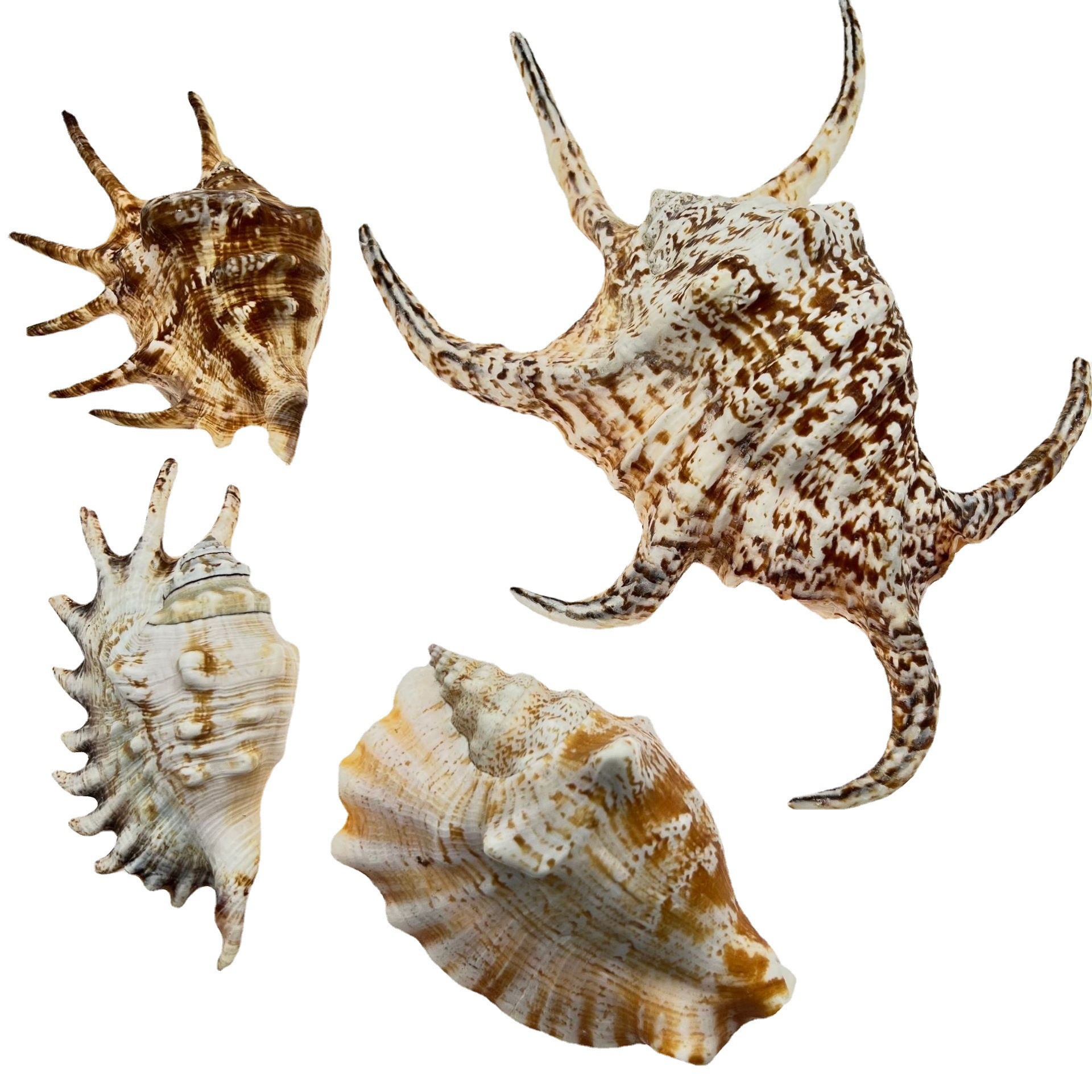 贝壳海螺海星七角螺鱼缸造景装饰