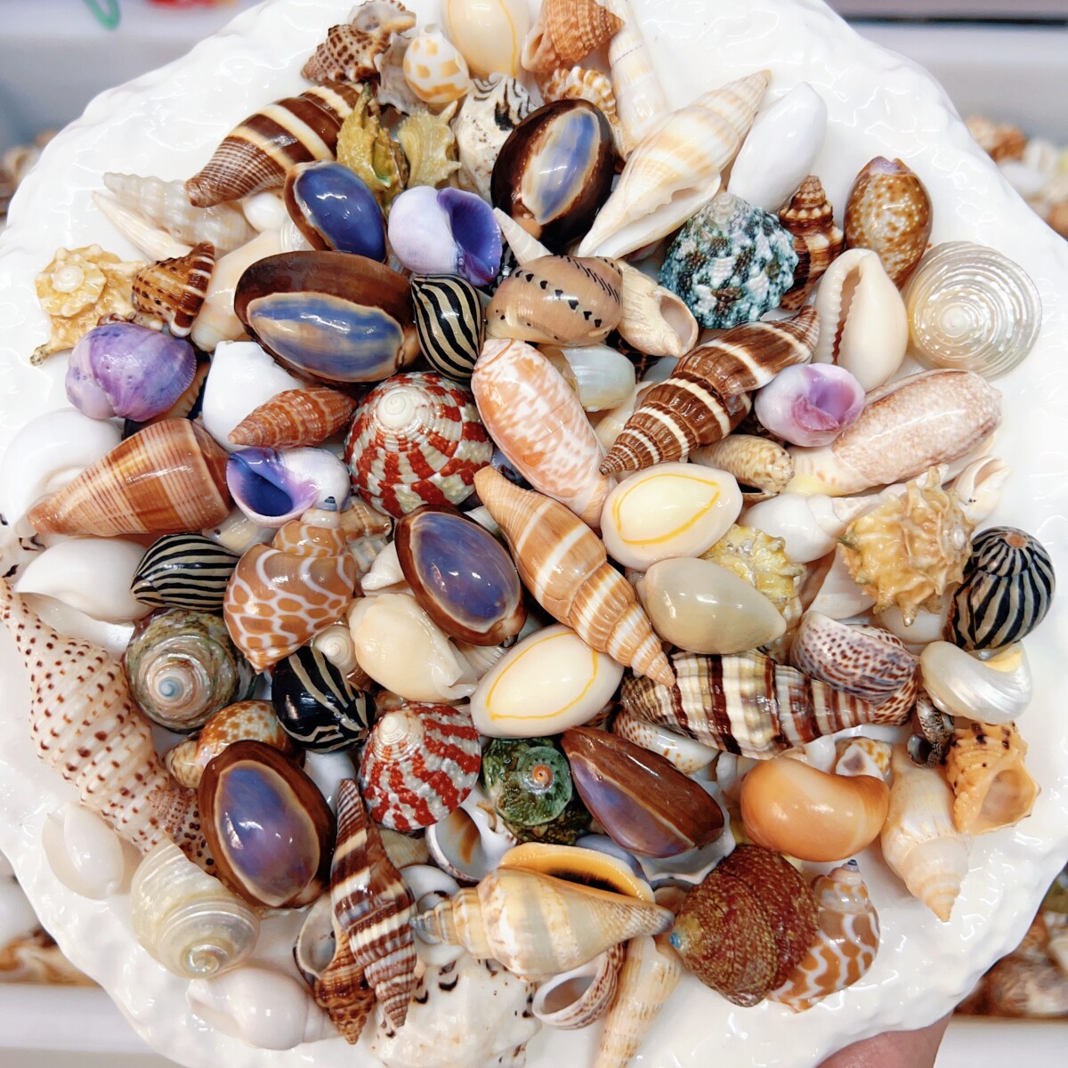 【中号海螺混装】天然贝壳海螺海洋生物科普鱼缸造景DIY手工玩具