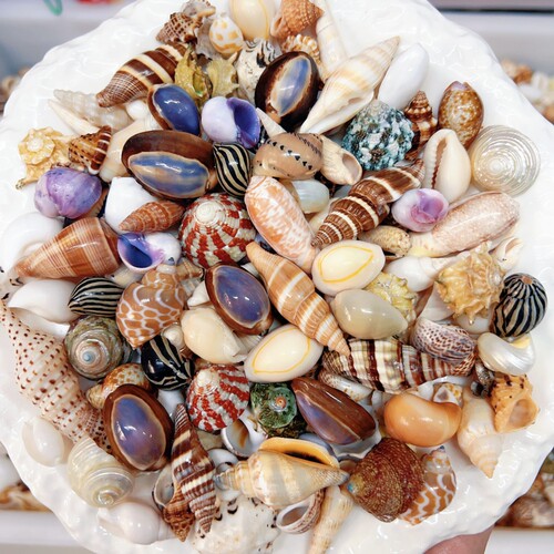 中号天然海螺贝壳鱼缸造景DIY