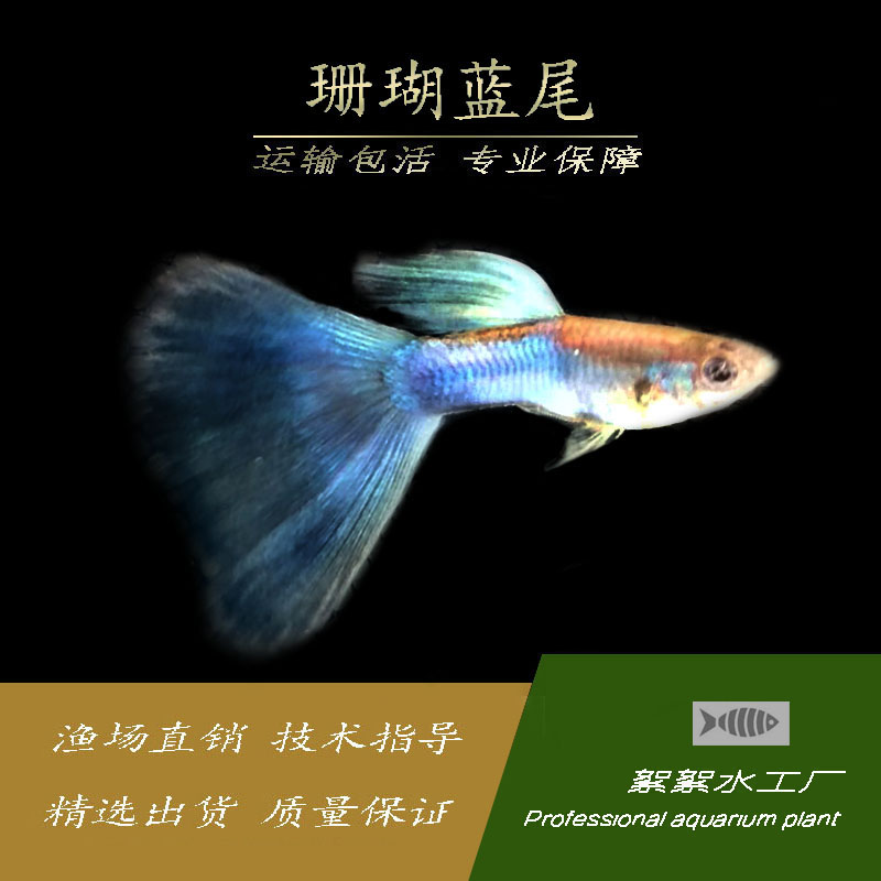 孔雀鱼活体纯种珊瑚蓝尾小型热带淡水观赏凤尾公母一对胎生宠物鱼